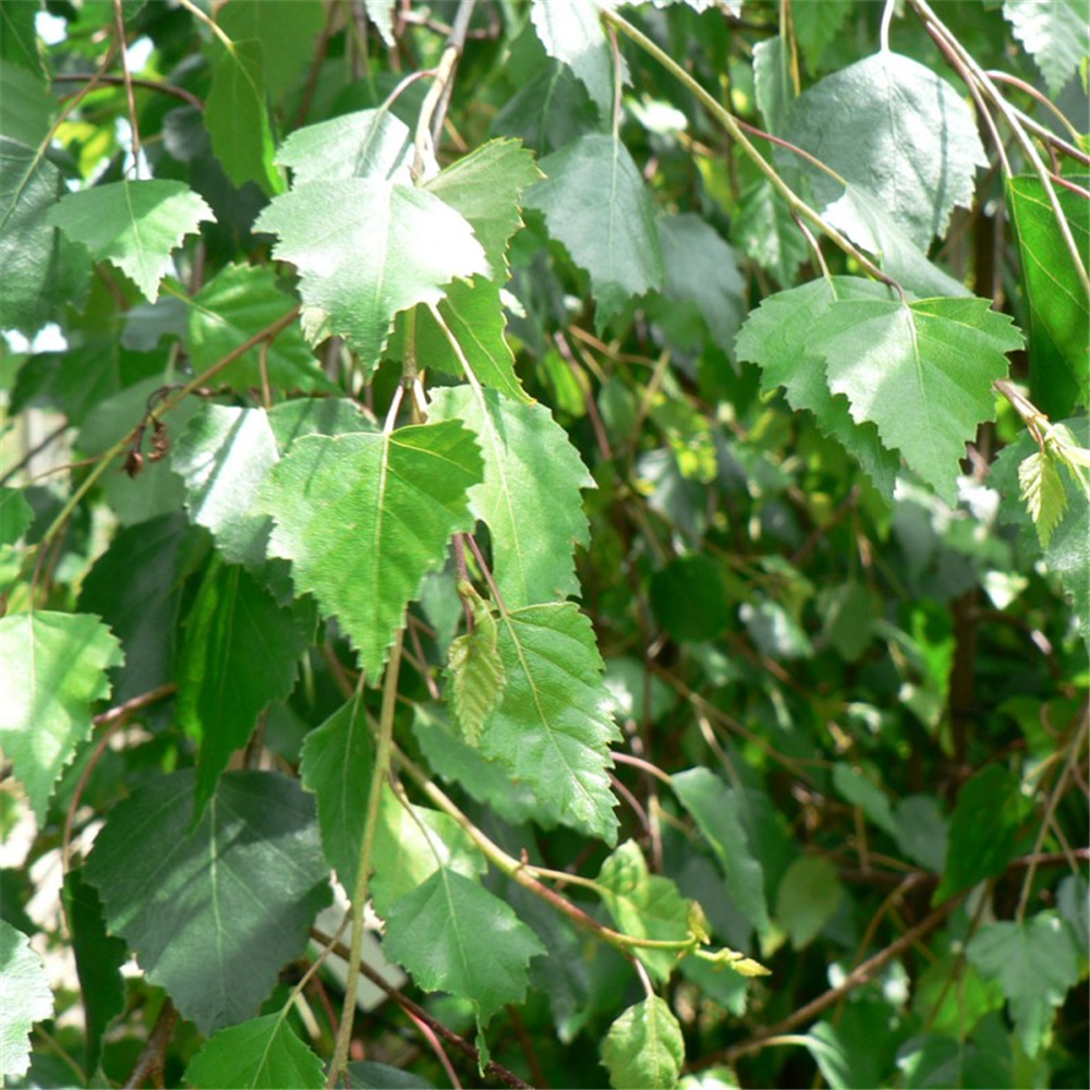 Betula pendula 'Youngii' Half-Standard | Waterperry Gardens ...