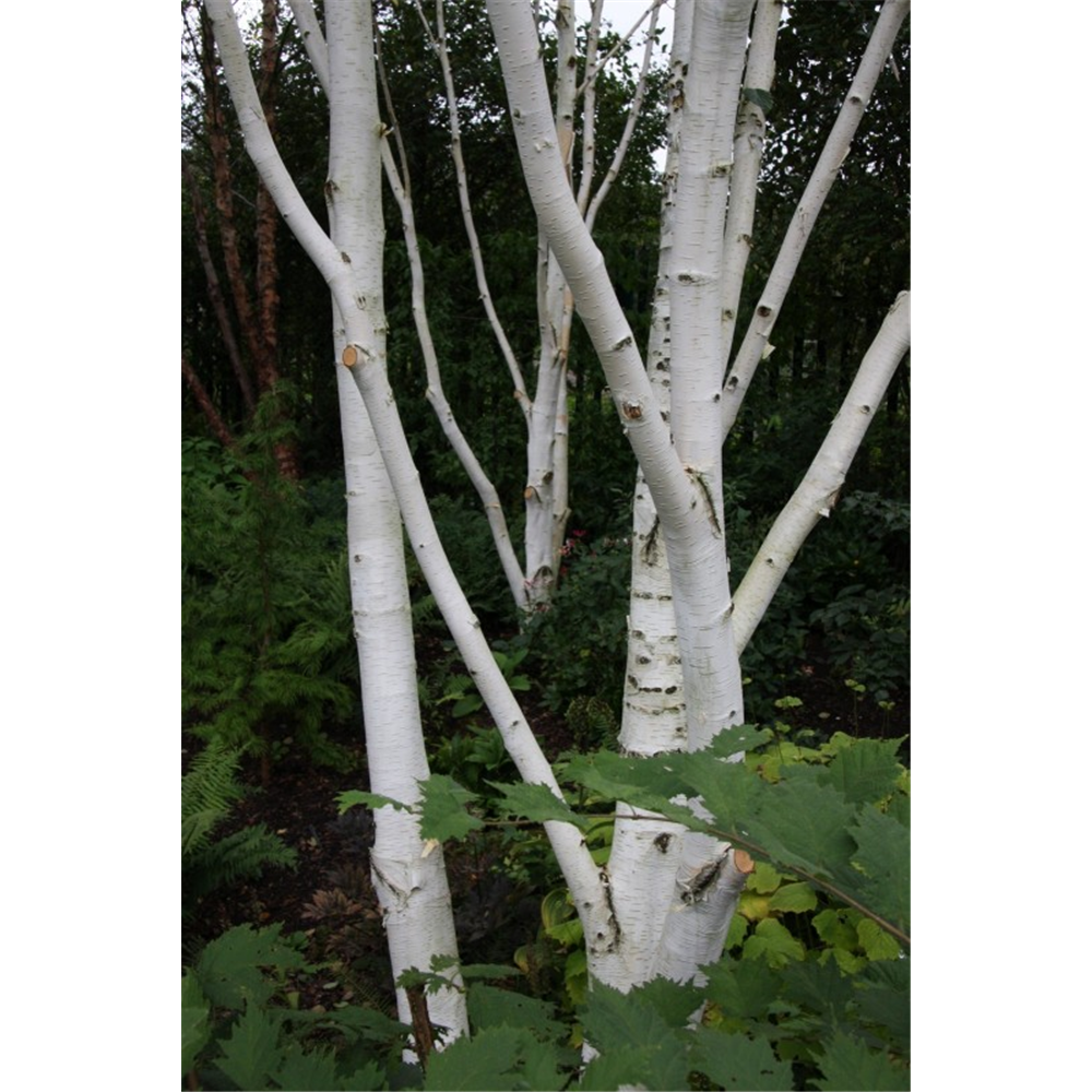 Betula utilis jacquemontii | Waterperry Gardens - Oxfordshire Garden ...