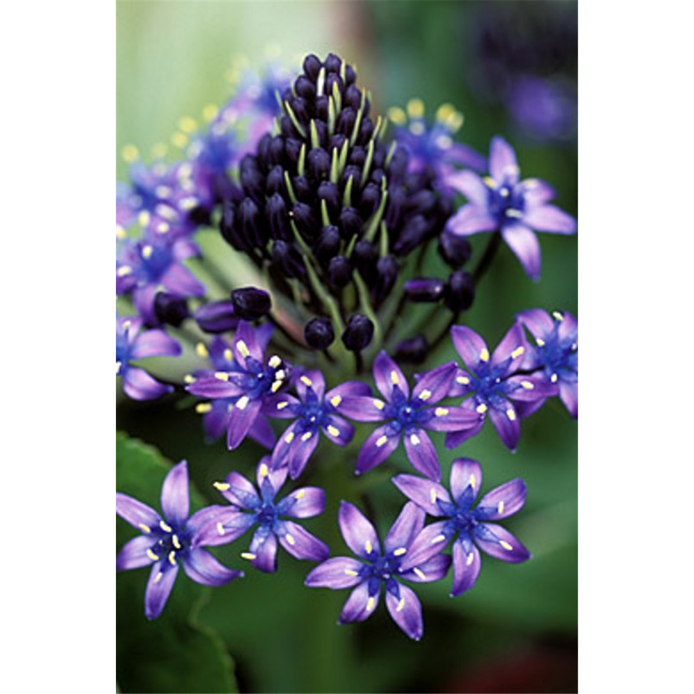 Scilla Peruviana 2l | Waterperry Gardens - Oxfordshire Garden Centre ...