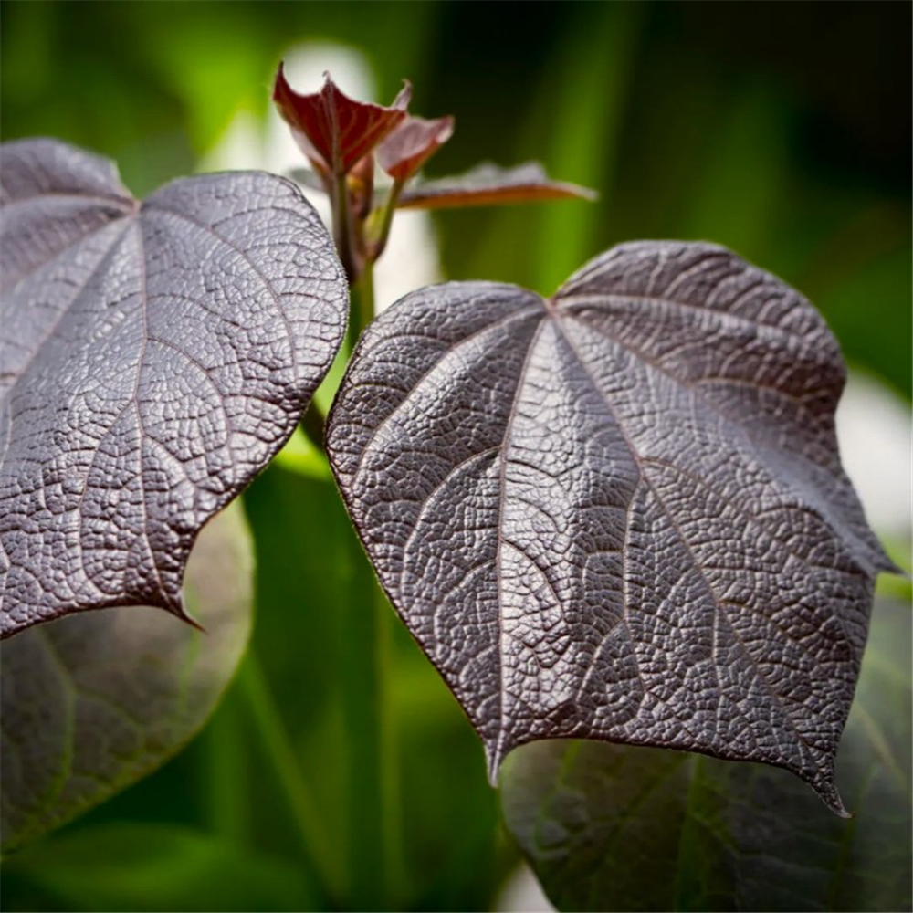 Catalpa x erubescens 'Purpurea' | Waterperry Gardens - Oxfordshire ...