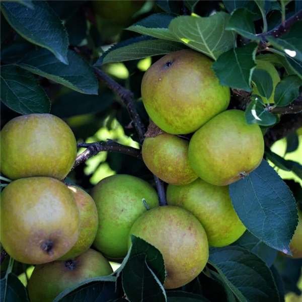 Apple 'Ashmead's Kernel' Bare-root Maiden M9 | Waterperry Gardens ...