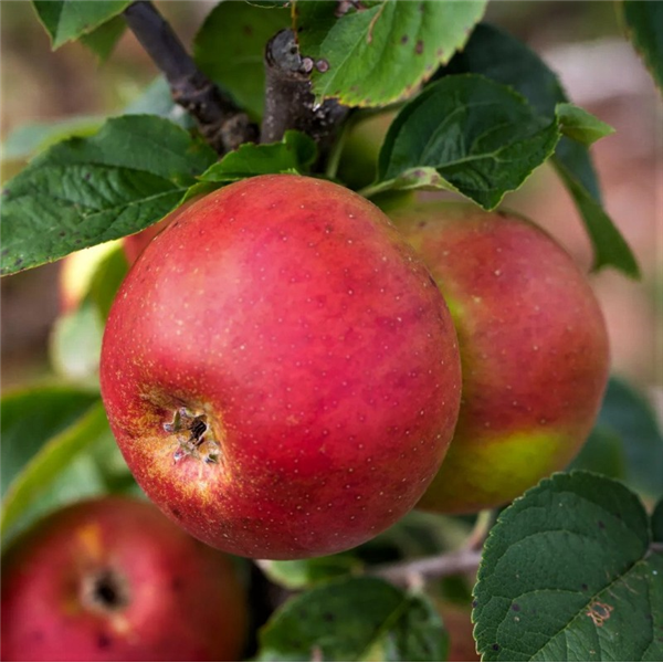 Blenheim orange apple best sale