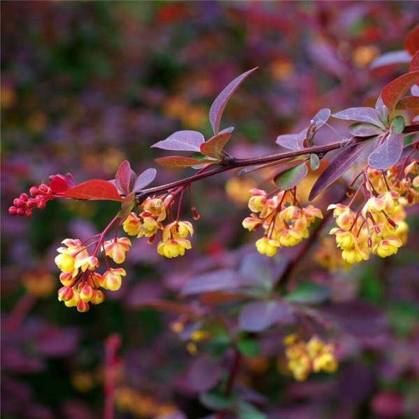 Berberis x ottawensis 'Superba' | Waterperry Gardens - Oxfordshire ...