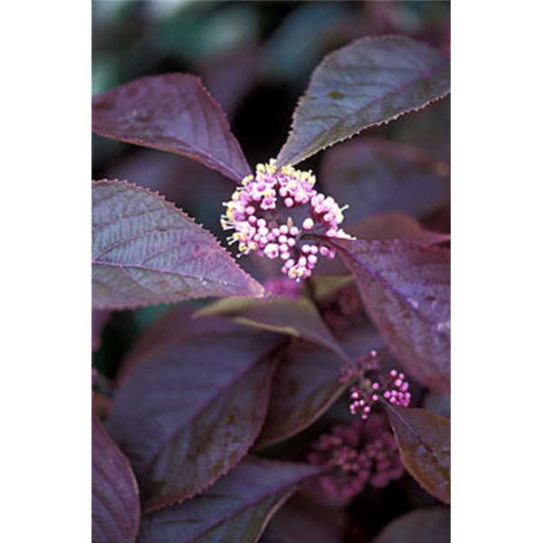 Callicarpa Bodinieri Profusion Waterperry Gardens Oxfordshire