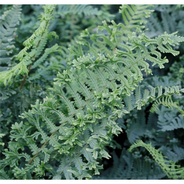 Dryopteris affinis The King | Waterperry Gardens - Oxfordshire Garden ...