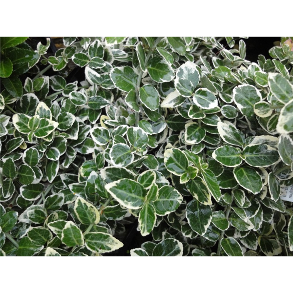 Euonymus fortunei 'Emerald Gaiety' | Waterperry Gardens - Oxfordshire ...