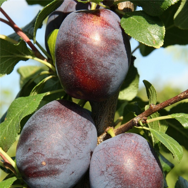 Plum 'Marjorie's Seedling' St. Julien A 2 Year Pot-Grown | Waterperry ...