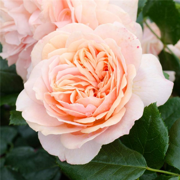 Floribunda - Joie de Vivre | Waterperry Gardens - Oxfordshire Garden ...