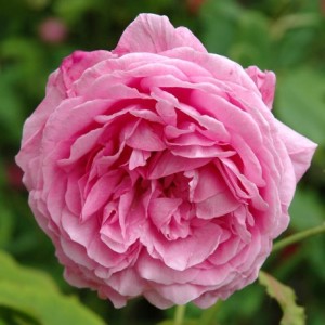 Shrub Rose - Louise Odier | Waterperry Gardens ...