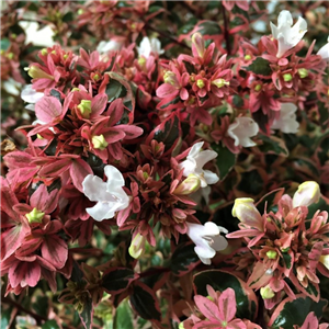 Abelia x grandiflora Magic Daydream 3L