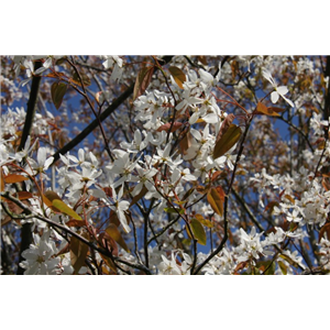 Amelanchier Snowflakes 12L