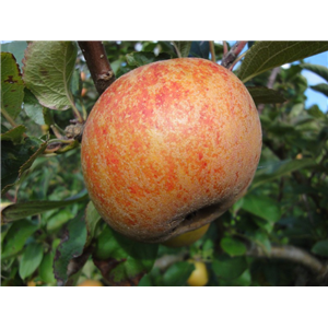 Apple Ashmeads Kernel MM106 2 Year Potted WPG