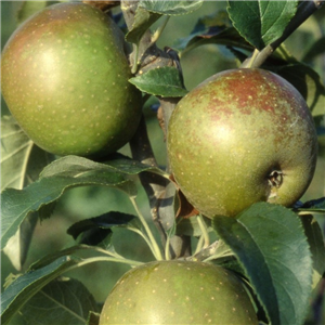 Apple Egremont Russet MM106 2 Year Potted WPG