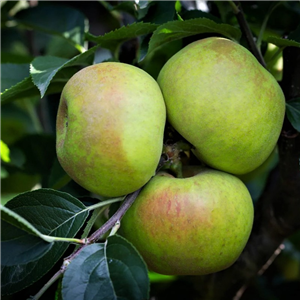 Apple 'Orleans Reinette' M26 2 Year Pot-Grown | Waterperry Gardens ...