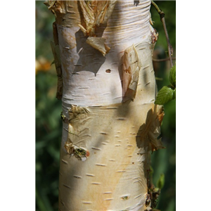 Betula pendula Spider Alley 12L