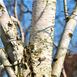 Betula utilis jacquemontii Trinity College 12L