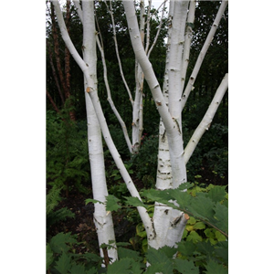 Betula utilis Jacquemontii Multi-stem 2.5m