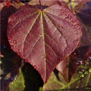 Cercis candensis Forest Pansy 12L