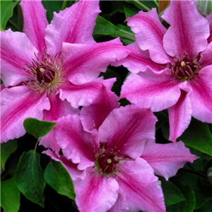 Clematis Ooh La La 3L