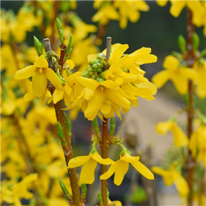 Forsythia intermedia Weekend 4L