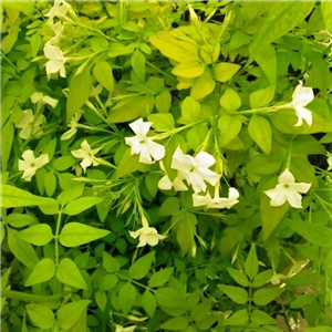 Jasminum officinale Aureum 3L