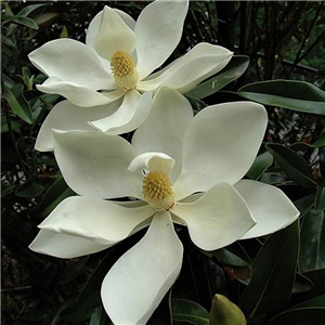 Magnolia grandiflora Alta 25L