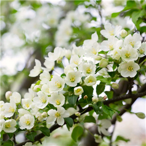 Malus brevipes Wedding Bouquet 12L