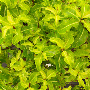 Pittosporum tenuifolium Golden King 3L