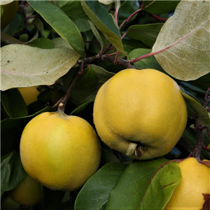 Quince Serbian Gold Quince A 2 Year Potted WPG