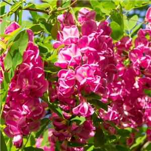 Robinia x margaretta Pink Cascade 12L