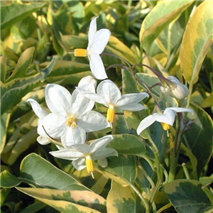 Solanum jasminoides Aureovariegatum HEADER ONLY