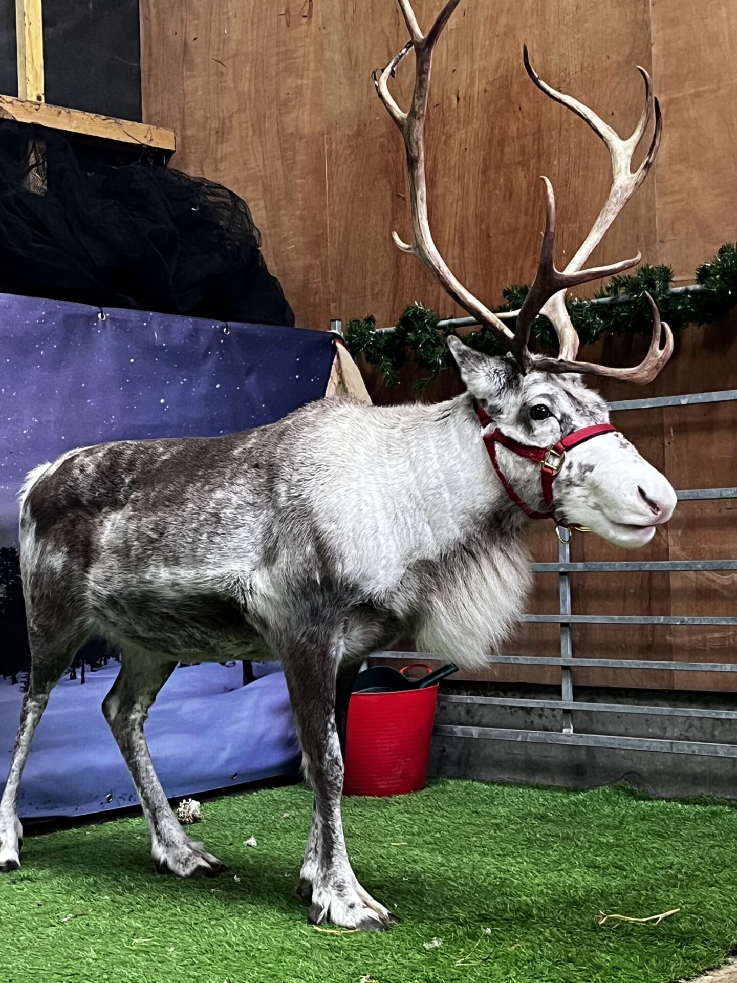 Real Reindeer