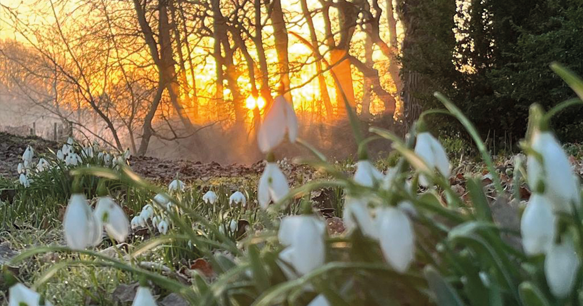 Snowdrops