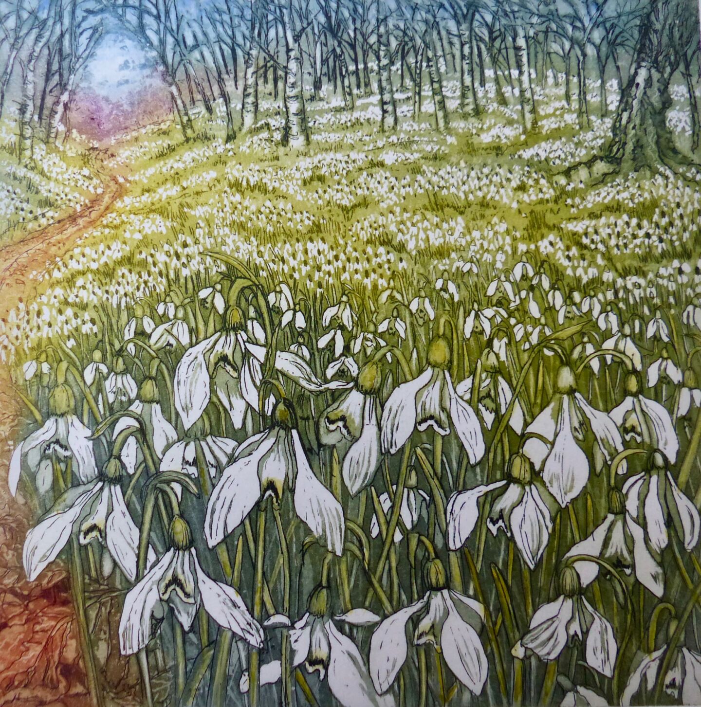 Sally Winter snowdrops